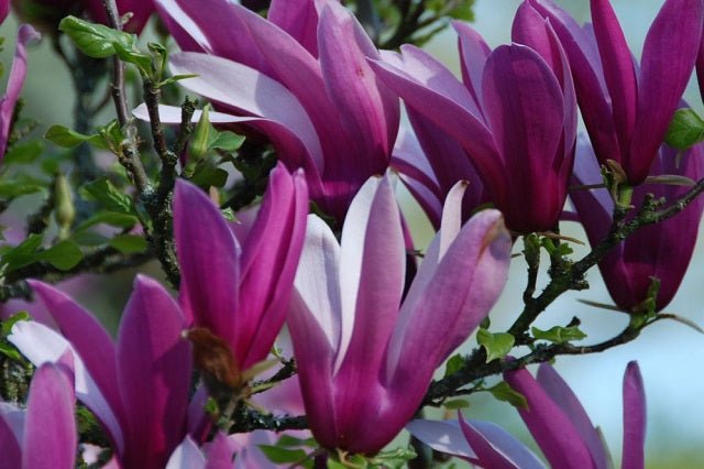 Magnolia tulipán Nigra - Magnolia liliiflora - Árbol lirio - El Nou Garden