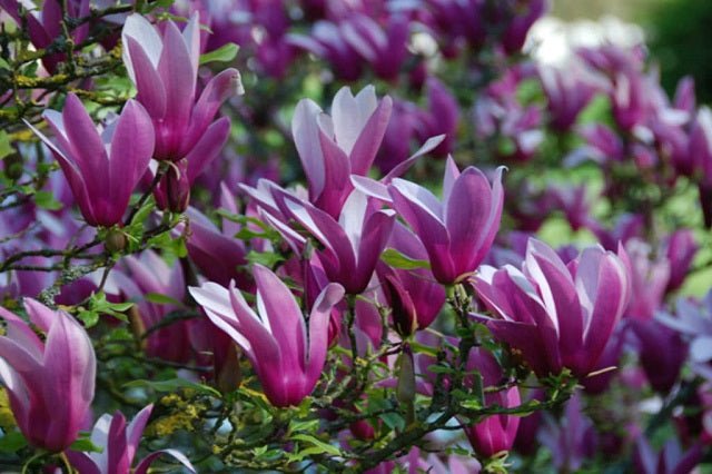 Magnolia tulipán Nigra - Magnolia liliiflora - Árbol lirio - El Nou Garden