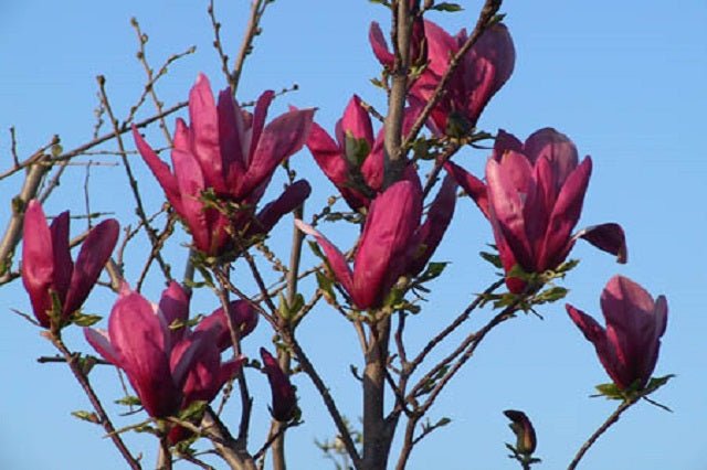 Magnolia tulipán Nigra - Magnolia liliiflora - Árbol lirio - El Nou Garden
