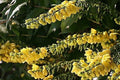 Mahonia Charity - Mahonia media - El Nou Garden
