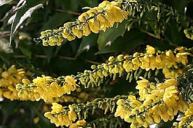 Mahonia Charity - Mahonia media - El Nou Garden