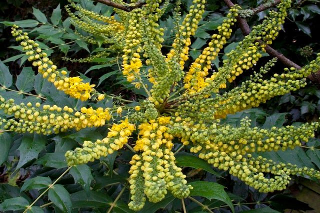 Mahonia Winter Sun - Mahonia media - El Nou Garden