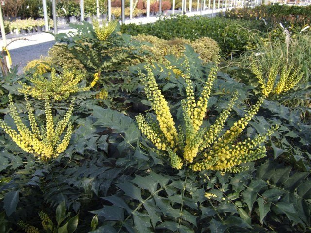 Mahonia Winter Sun - Mahonia media - El Nou Garden