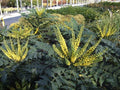 Mahonia Winter Sun - Mahonia media - El Nou Garden