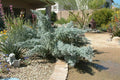 Maireana sedifolia - El Nou Garden