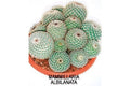 Mamilaria Albilanata - Mammillaria - El Nou Garden