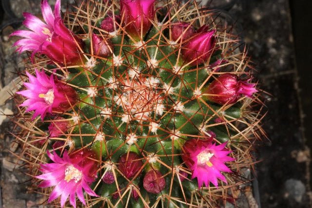 Mamilaria Backebergiana - Mammillaria - El Nou Garden