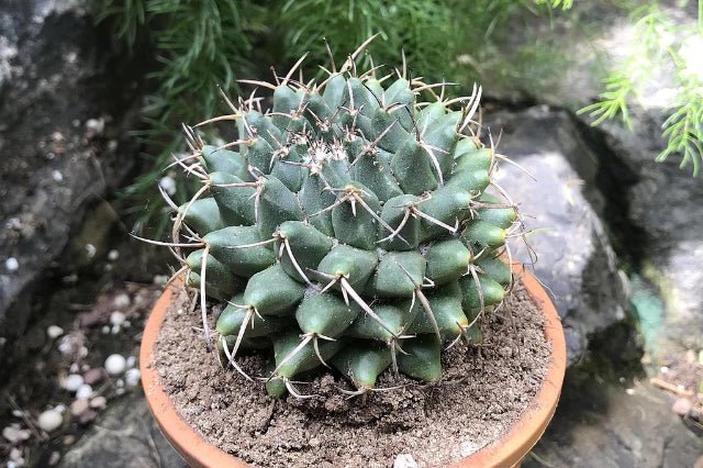 Mamilaria compressa - Mammillaria - El Nou Garden