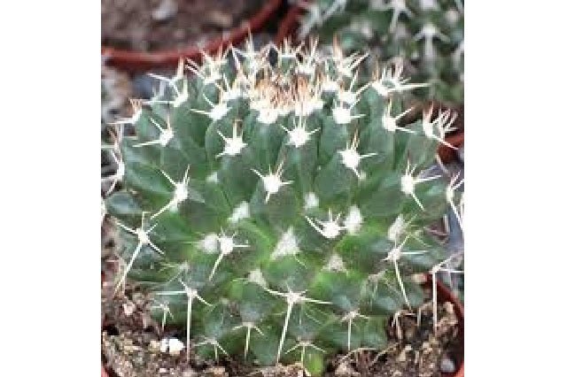 Mamilaria Nejapensis - Mammillaria - El Nou Garden