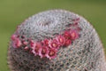 Mamilaria Pseudoperbella - Mammillaria - El Nou Garden