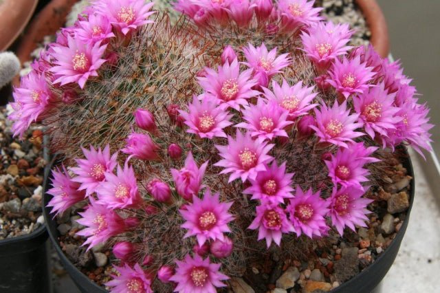 Mamilaria Zeilmanniana - Mammillaria - El Nou Garden