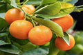 Mandarino Clemenules - Citrus deliciosa - Citrus reticulata - El Nou Garden