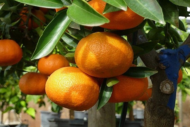 Mandarino Nova (Híbrido) - Citrus deliciosa - Citrus reticulata - El Nou Garden