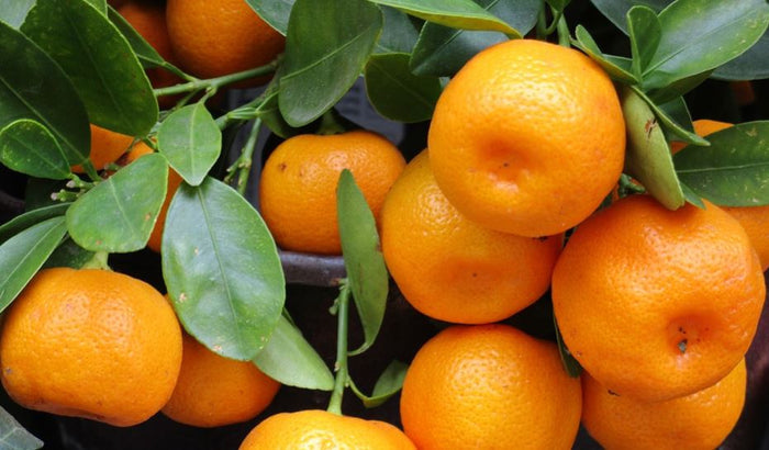 Mandarino Nova (Híbrido) - Citrus deliciosa - Citrus reticulata - El Nou Garden