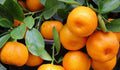Mandarino Nova (Híbrido) - Citrus deliciosa - Citrus reticulata - El Nou Garden