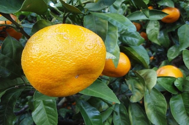 Mandarino Satsuma - Citrus unshiu satsuma miyagawa - El Nou Garden