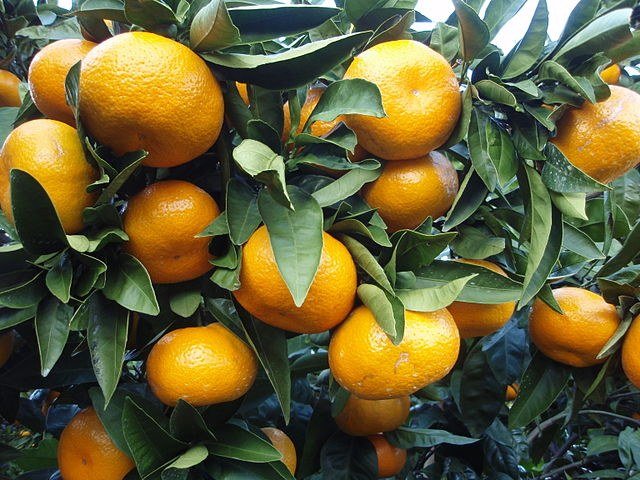 Mandarino Satsuma - Citrus unshiu satsuma miyagawa - El Nou Garden