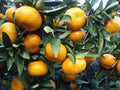 Mandarino Satsuma - Citrus unshiu satsuma miyagawa - El Nou Garden