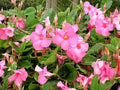 Mandevilla amabilis - El Nou Garden