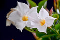 Mandevilla blanca - Mandevilla boliviensis - El Nou Garden