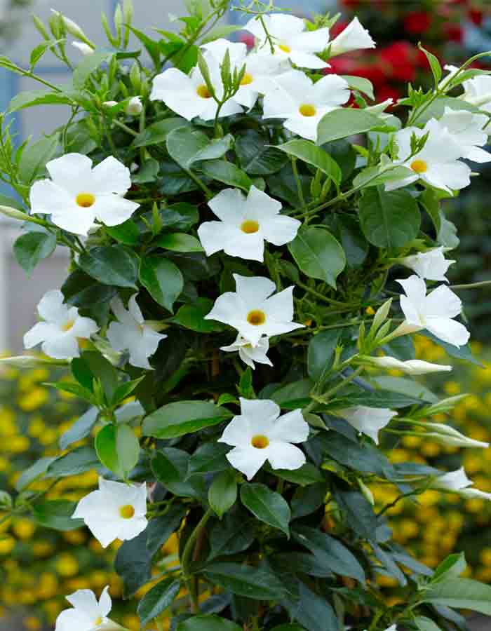 Mandevilla blanca - Mandevilla boliviensis - El Nou Garden