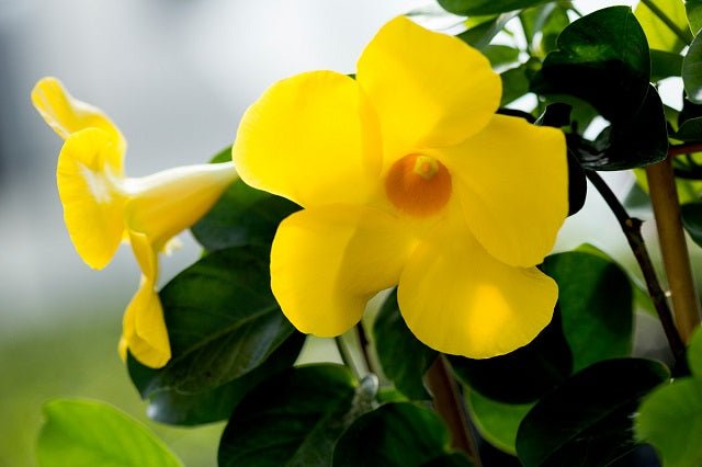 Mandevilla Diamantina Citrine - Mandevilla diamantina - El Nou Garden