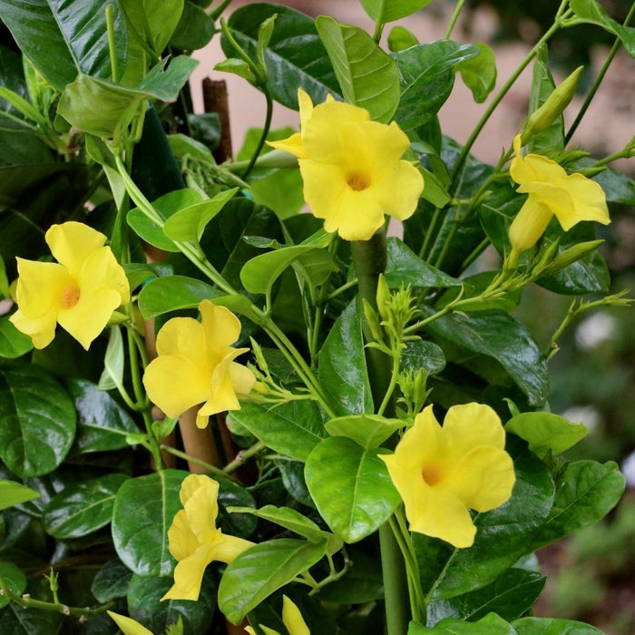 Mandevilla Diamantina Citrine - Mandevilla diamantina - El Nou Garden