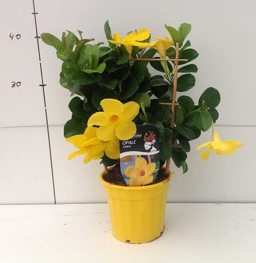 Mandevilla Diamantina Citrine - Mandevilla diamantina - El Nou Garden