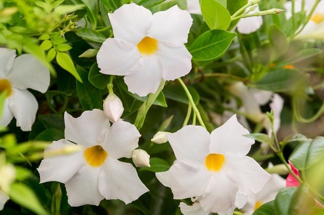 Mandevilla Jade White - Mandevilla Diamantina - El Nou Garden