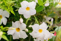 Mandevilla Jade White - Mandevilla Diamantina - El Nou Garden