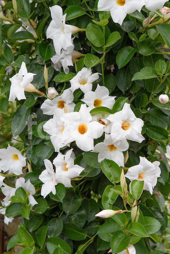 Mandevilla Jade White - Mandevilla Diamantina - El Nou Garden