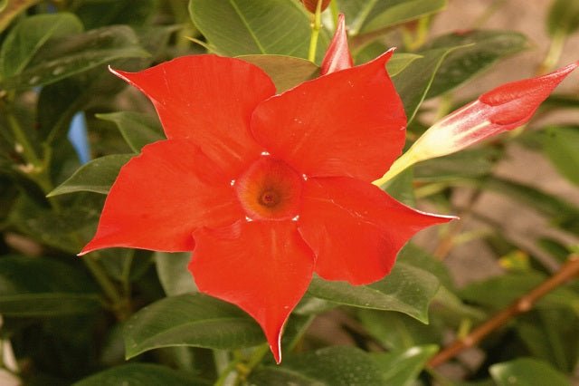 Mandevilla Rio Deep Reed - El Nou Garden