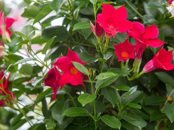 Mandevilla Rio Deep Reed - El Nou Garden