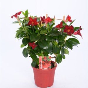 Mandevilla Rio Deep Reed - El Nou Garden