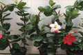 Mandevilla Sanderi - El Nou Garden