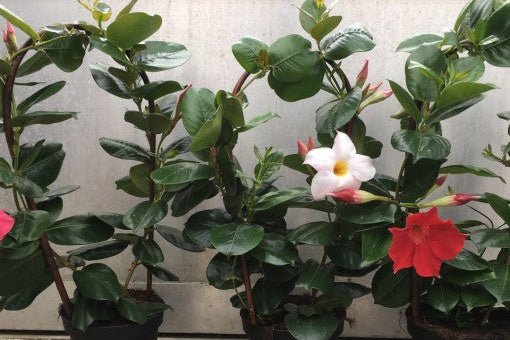 Mandevilla Sanderi - El Nou Garden