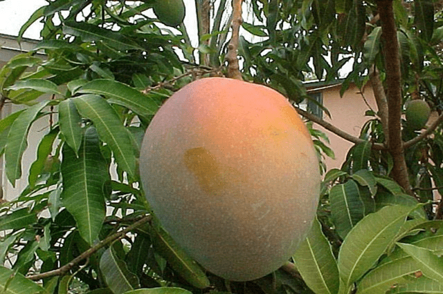 Mango - Mangifera indica - El Nou Garden