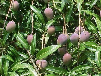 Mango - Mangifera indica - El Nou Garden