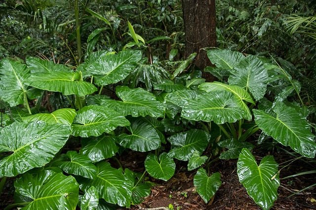 Marquesa Odora - Alocasia odora - El Nou Garden