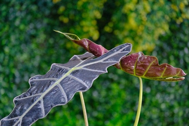 Oreja de elefante Polly - Alocasia portodora - El Nou Garden