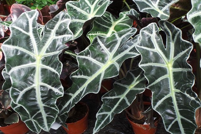 Oreja de elefante Polly - Alocasia portodora - El Nou Garden