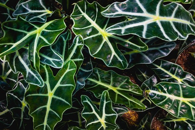 Oreja de elefante Polly - Alocasia portodora - El Nou Garden
