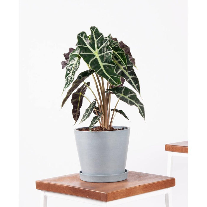 Oreja de elefante Polly - Alocasia portodora - El Nou Garden