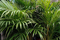 Palma areca - Dypsis lutescens - El Nou Garden