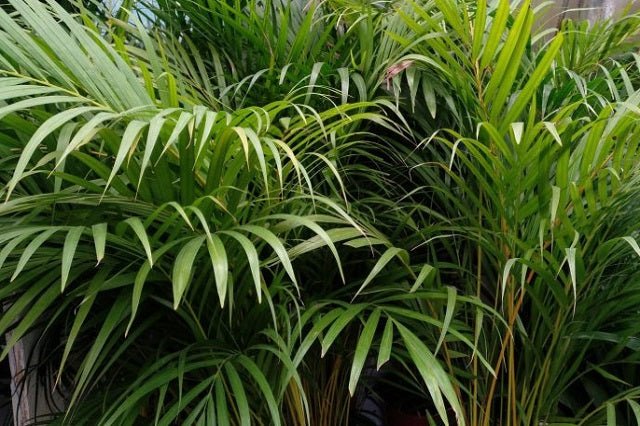 Palma areca - Dypsis lutescens - El Nou Garden