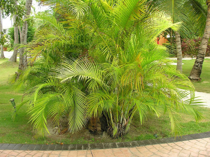 Palma areca - Dypsis lutescens - El Nou Garden