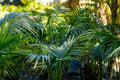Howea forsteriana - Kentia - El Nou Garden
