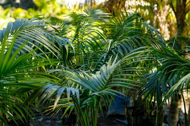 Howea forsteriana - Kentia - El Nou Garden