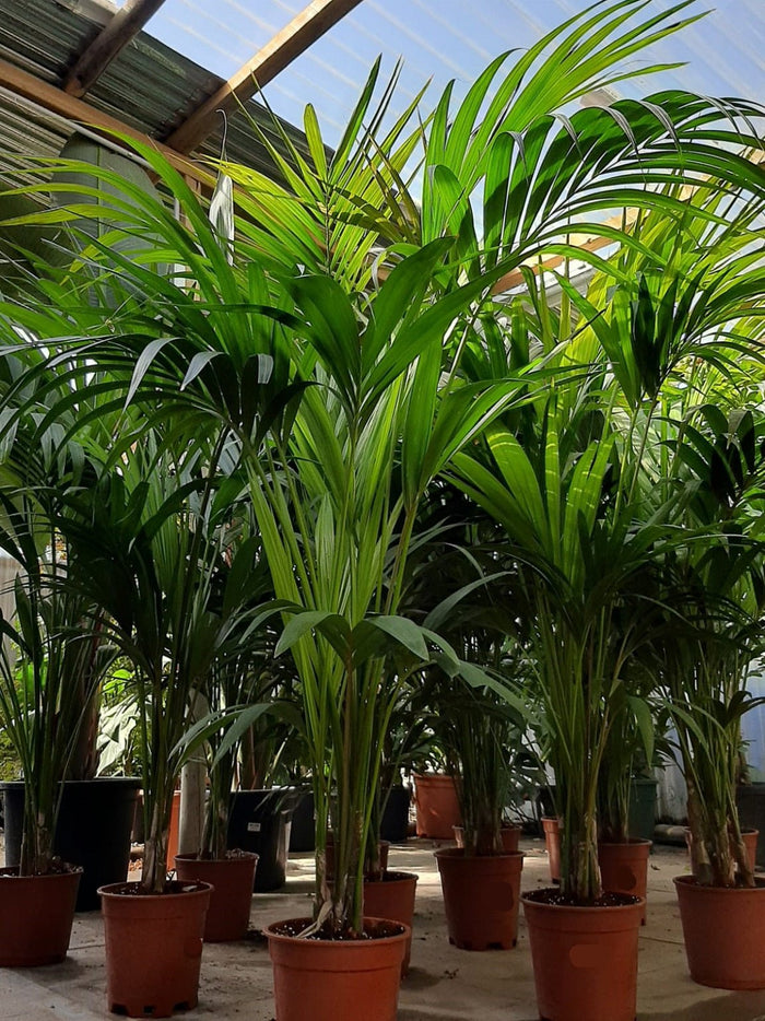 Howea forsteriana - Kentia - El Nou Garden