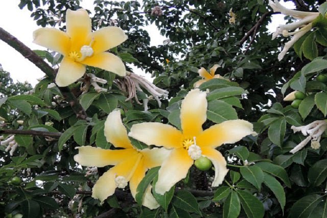 Palo borracho blanco - Ceiba insignis - El Nou Garden